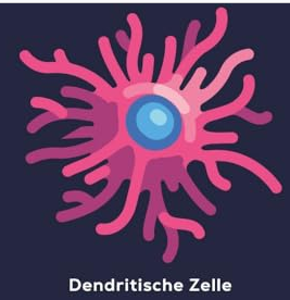 dentrische Zelle